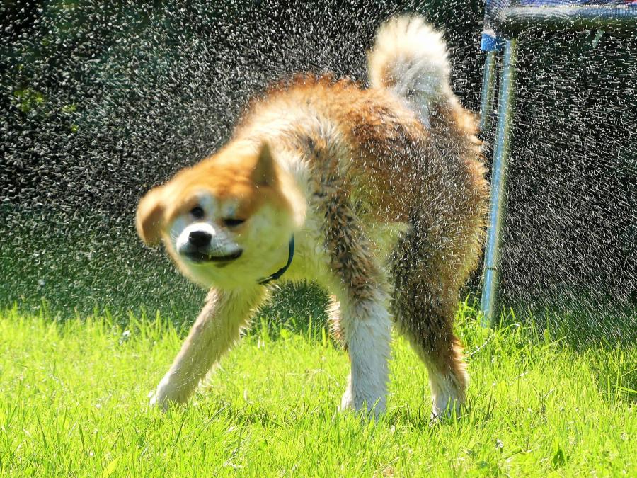Falka