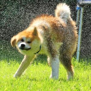 Falka