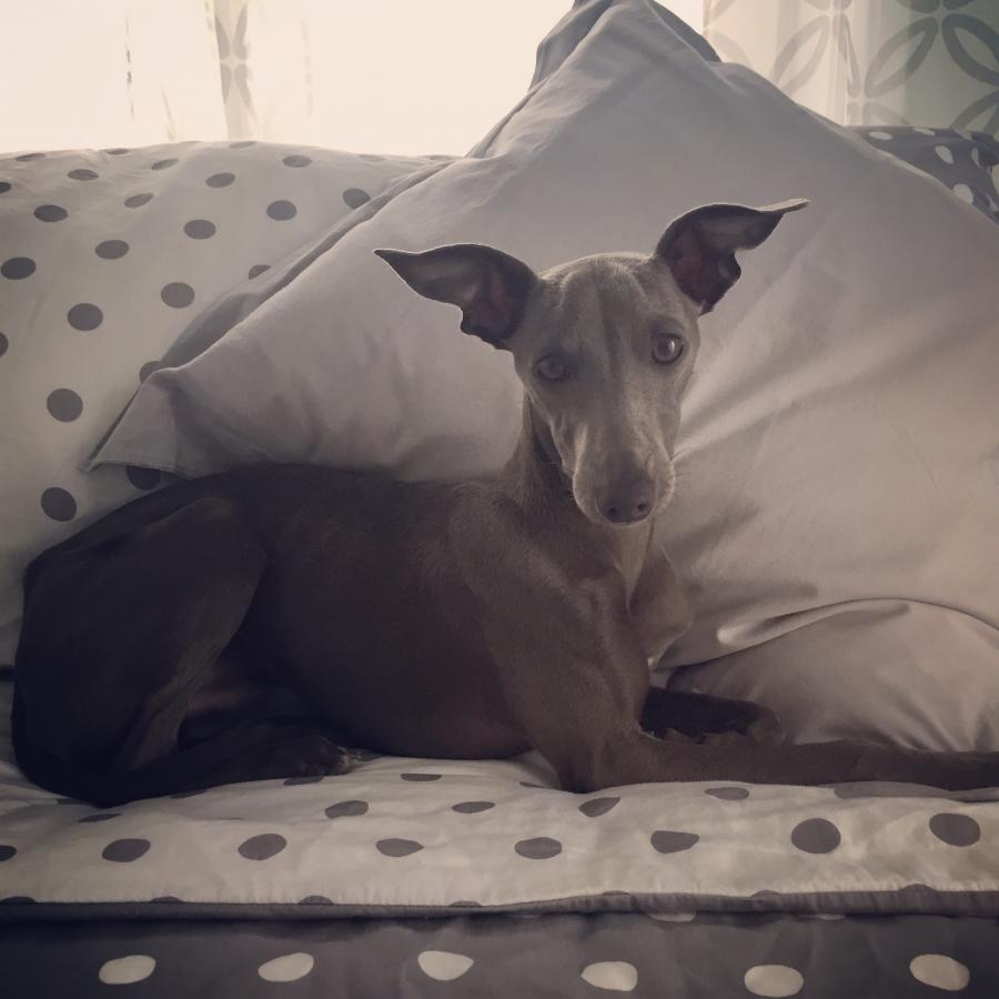 Luca