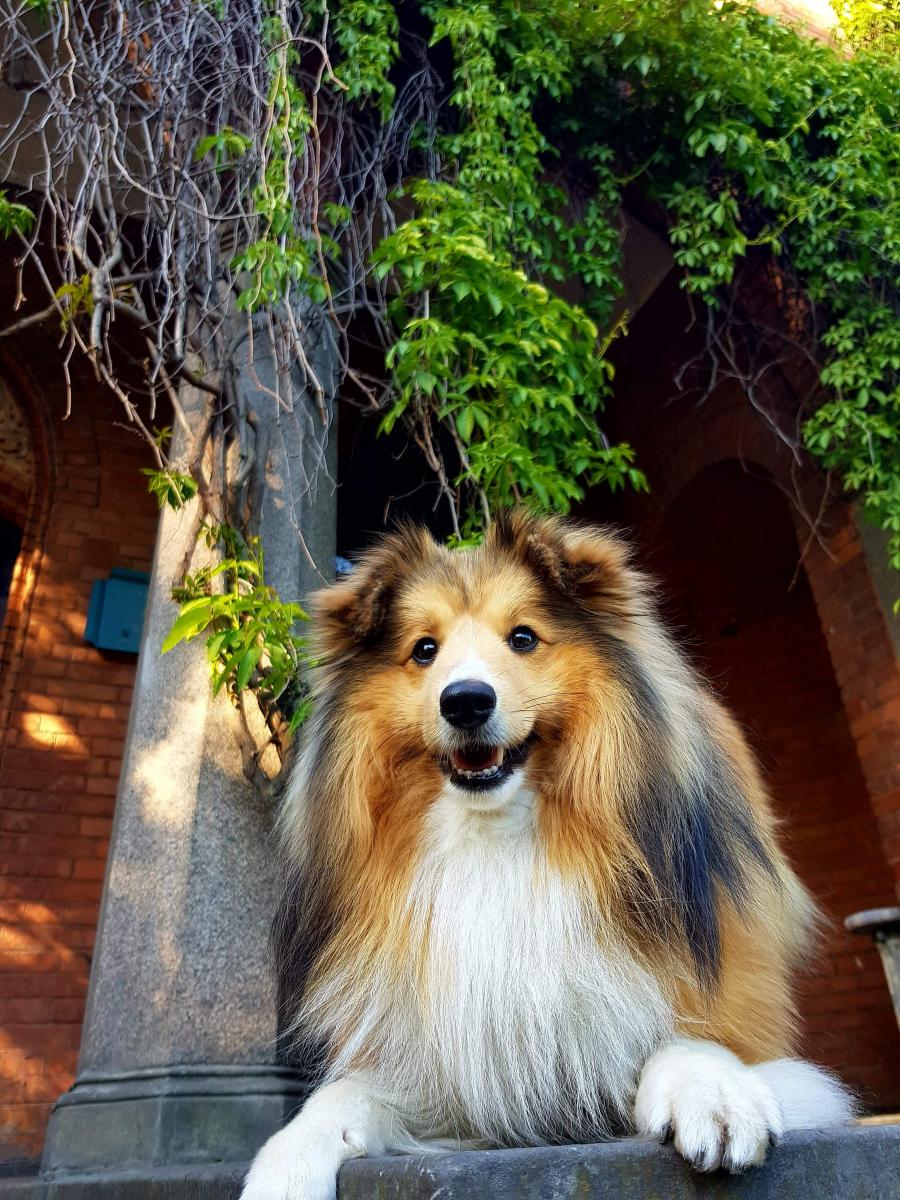 Cody