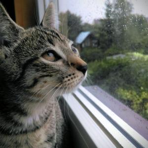 Nutka 