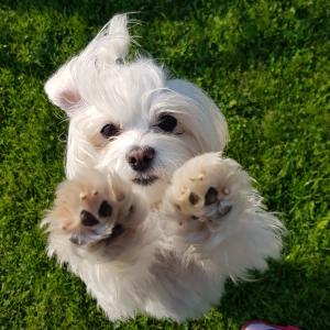 Daisy