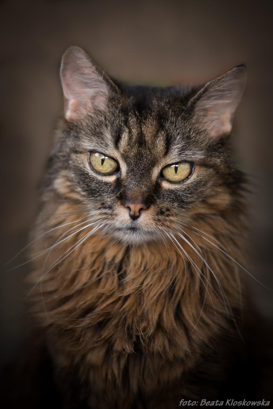 Lulu