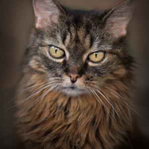 Lulu