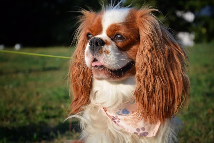 Bengie