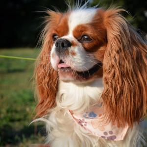 Bengie