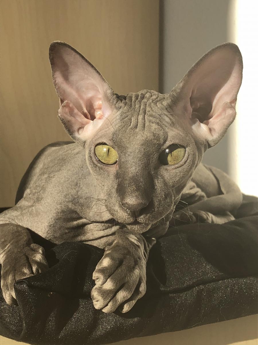 Mija