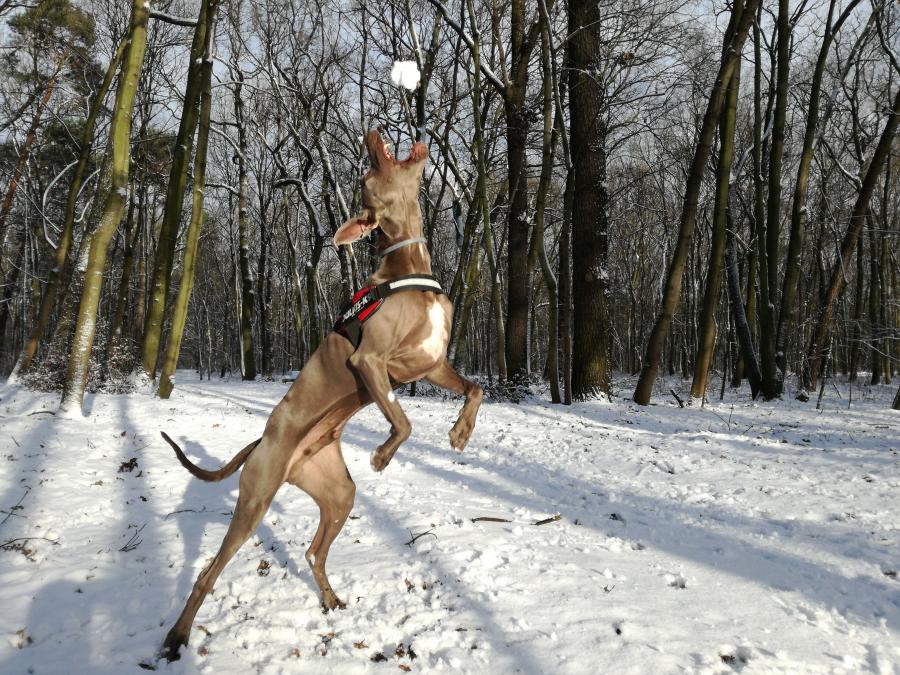 Buster