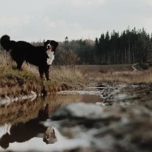 Berni