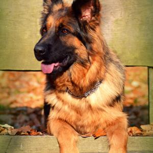 Łupinka