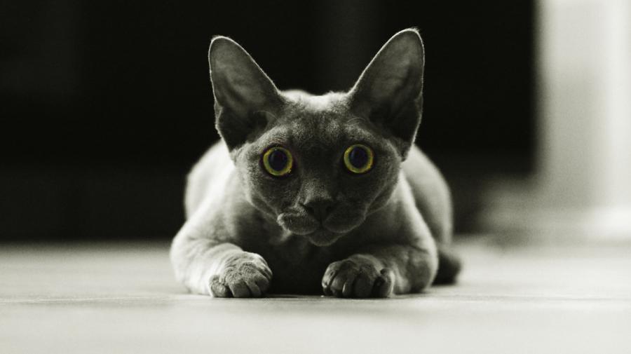 Figo