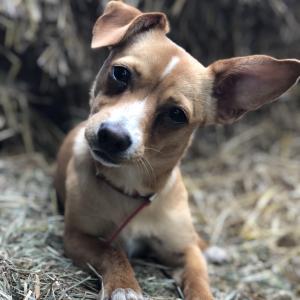 Pipi