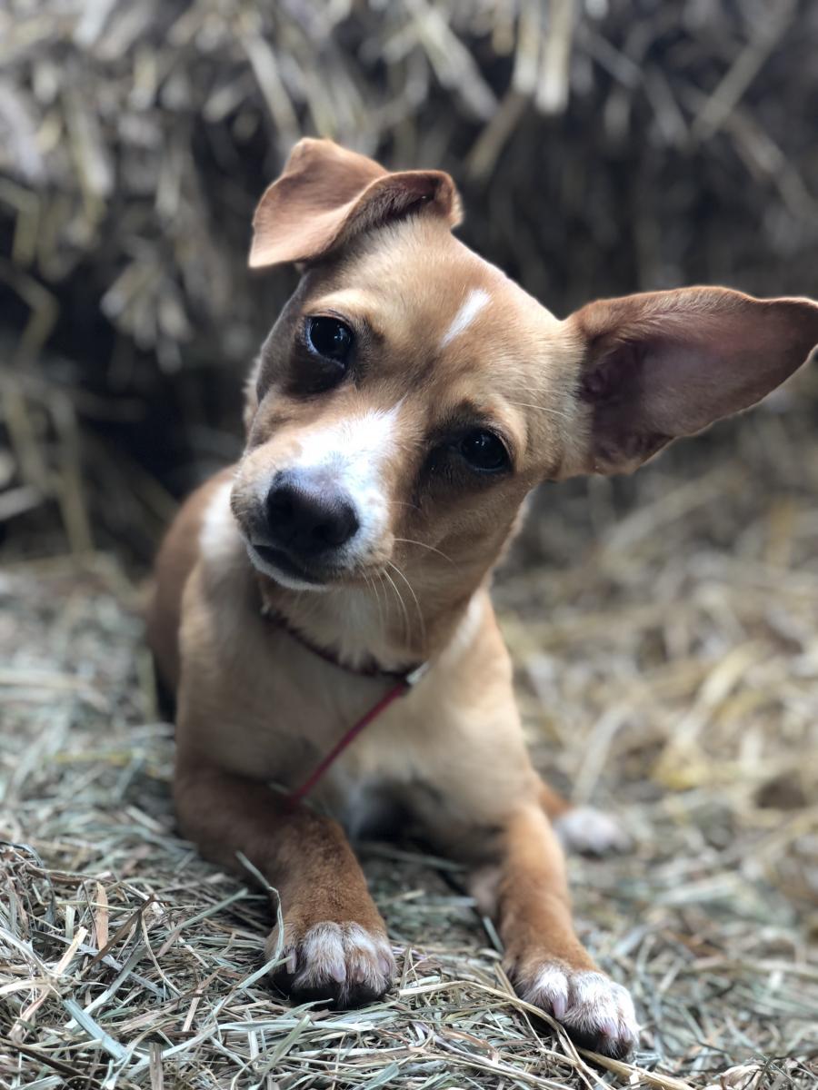 Pipi