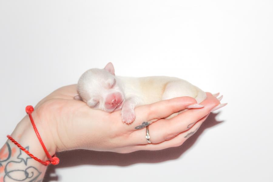 Blonduś 