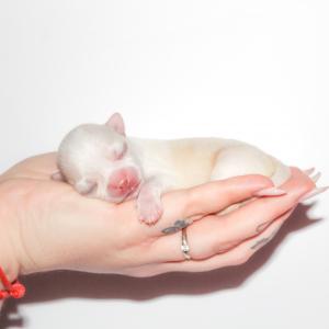 Blonduś 