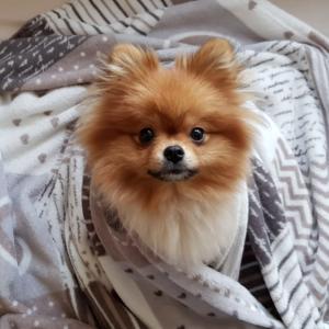Tobi