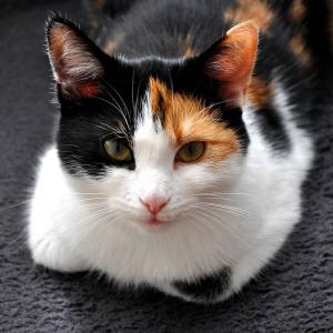 Miłka