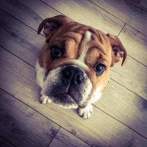 Herman