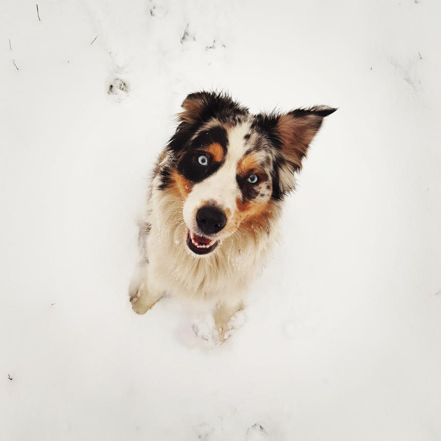 Koda