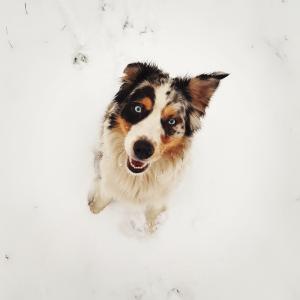 Koda