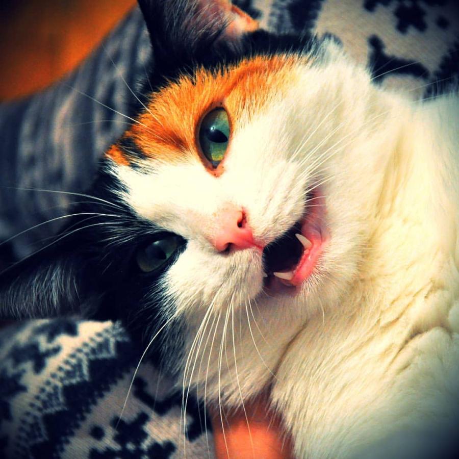 Miłka