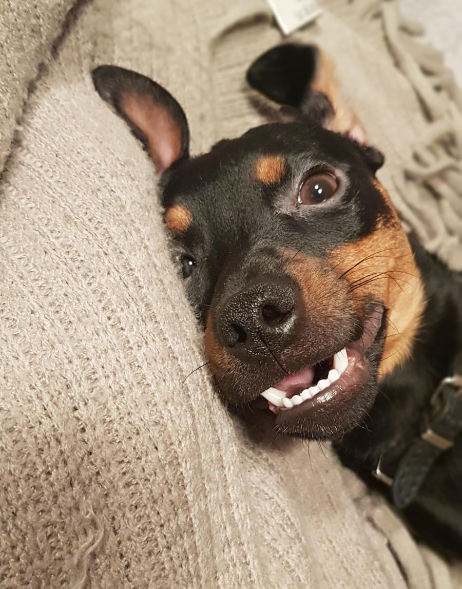 Scooby 