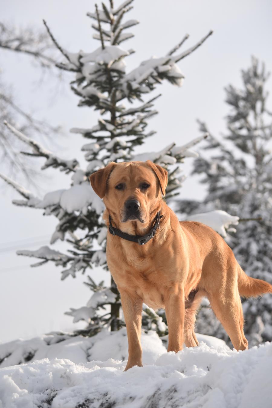 Marley