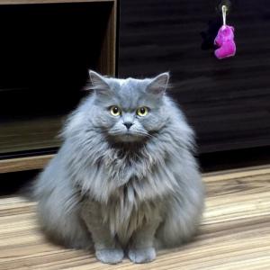 Lusia