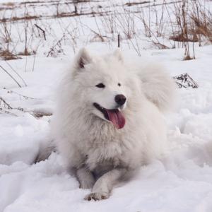 Zoja