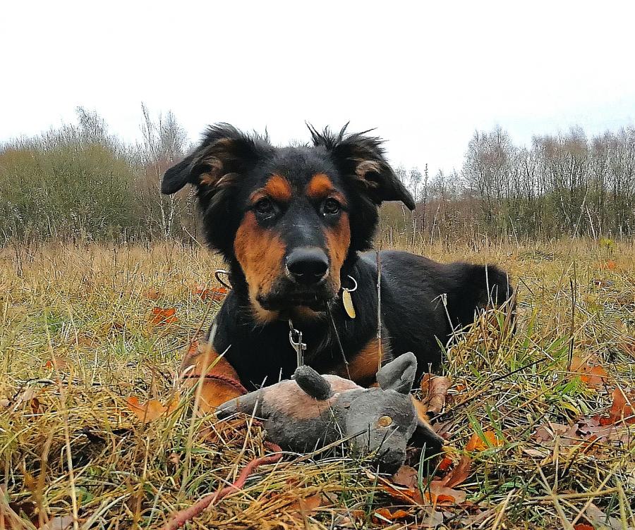 Hunter 