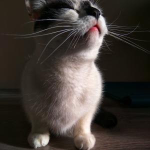Liluś