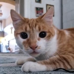Maciek