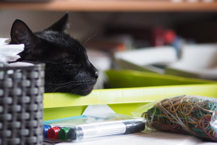 Tajfun