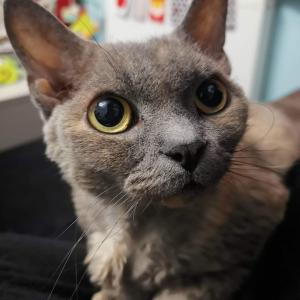 Diva