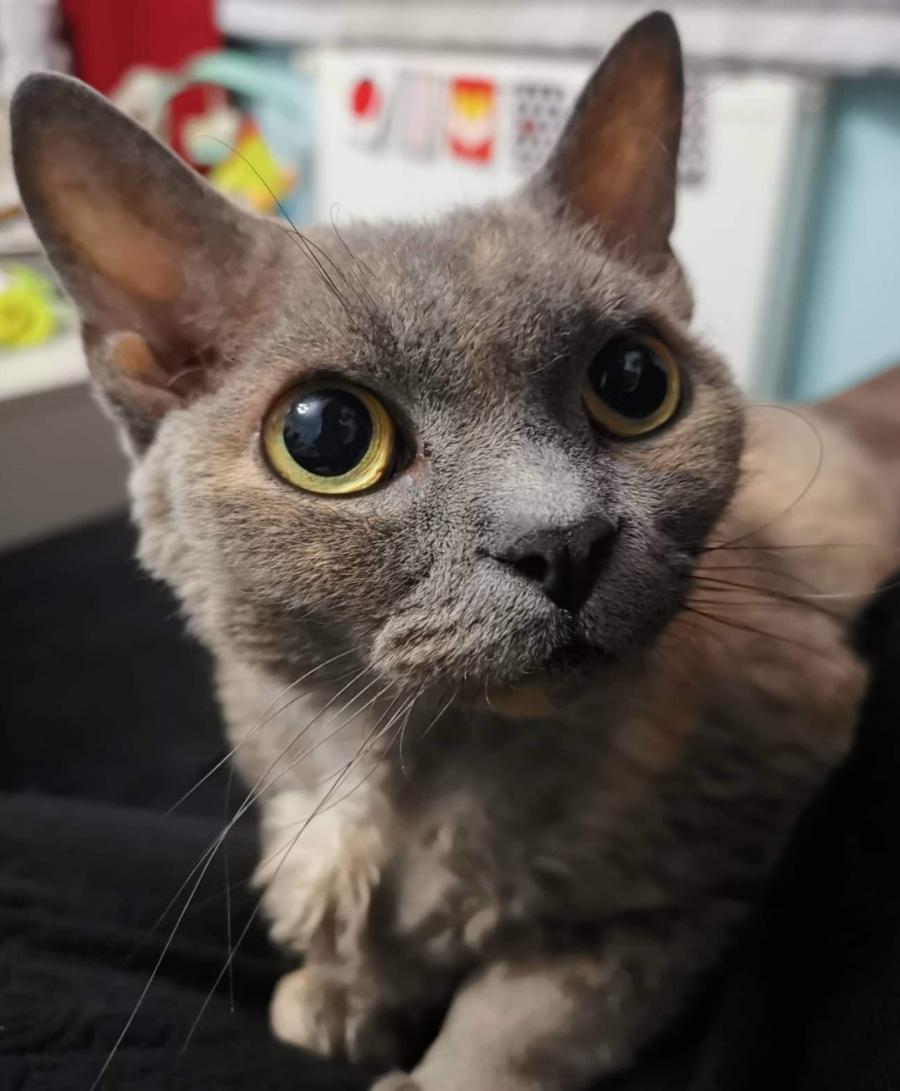 Diva