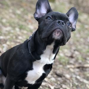 Hugo