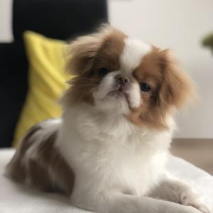 Leoś