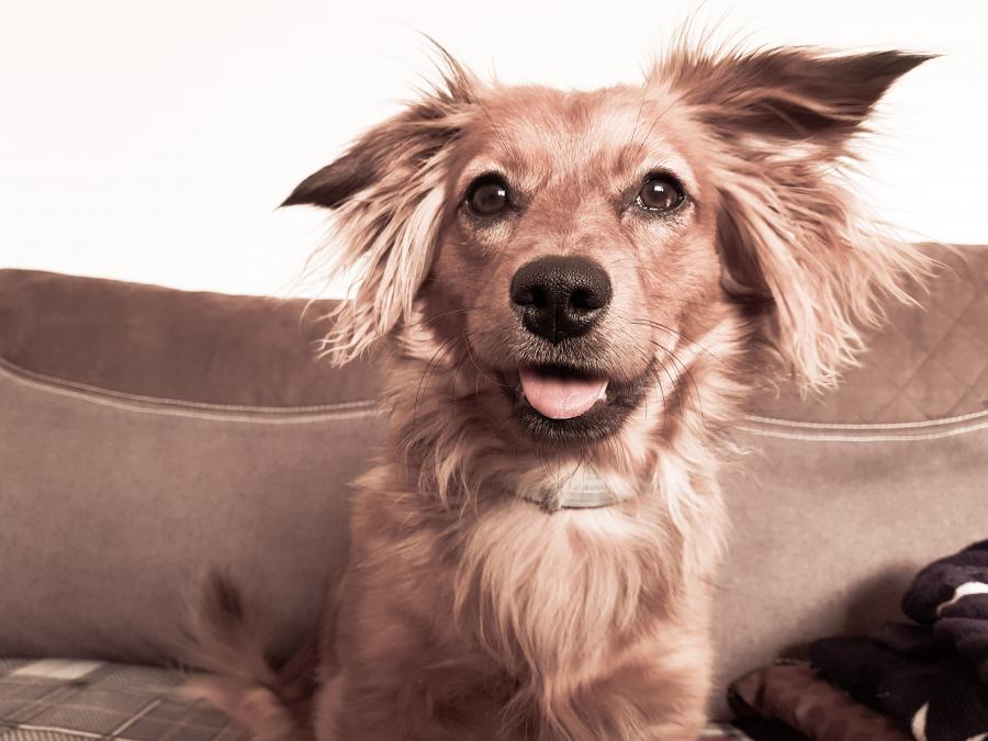 Coco