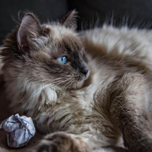 Klara