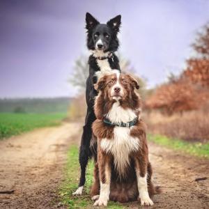 Choco & Sparki