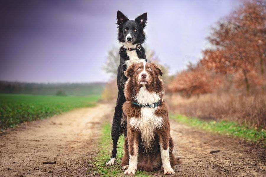 Choco & Sparki