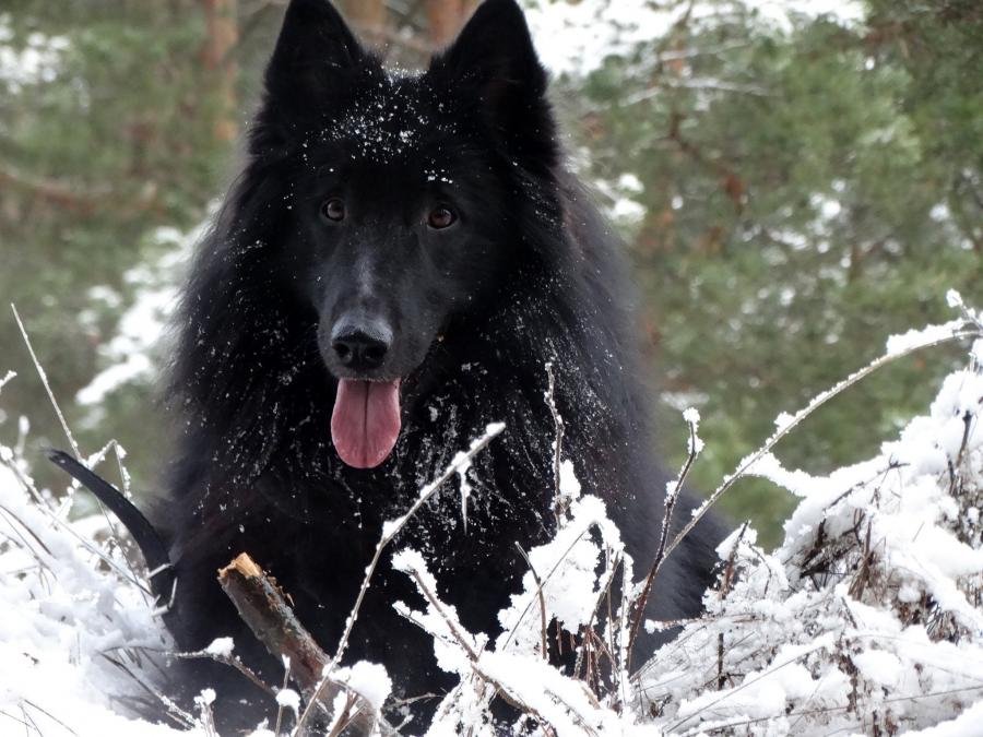 Wojtek