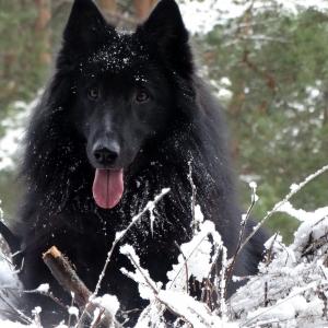 Wojtek