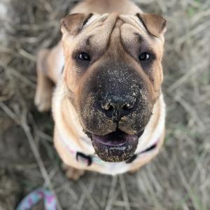 Stella