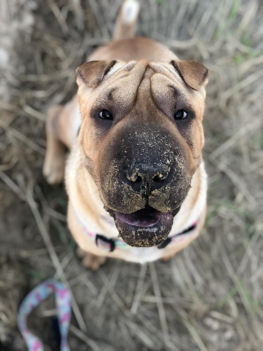 Stella