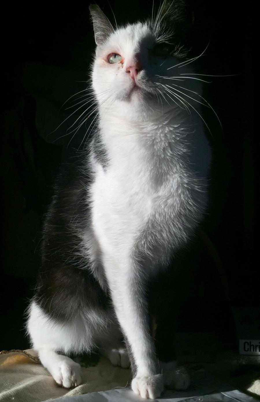 Juliusz