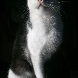 Juliusz