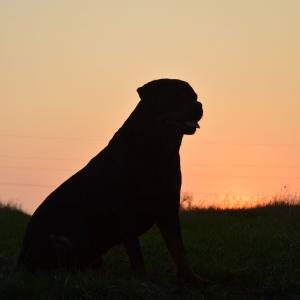 Odie