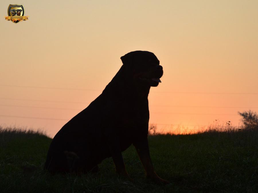 Odie