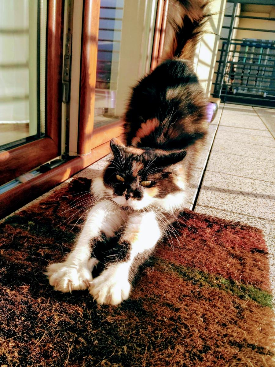 Pipi